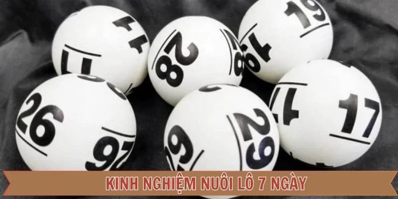 Bí quyết chọn số hiệu quả để nuôi khung trong 7 ngày